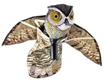 MASSO BUHO VOLADOR
